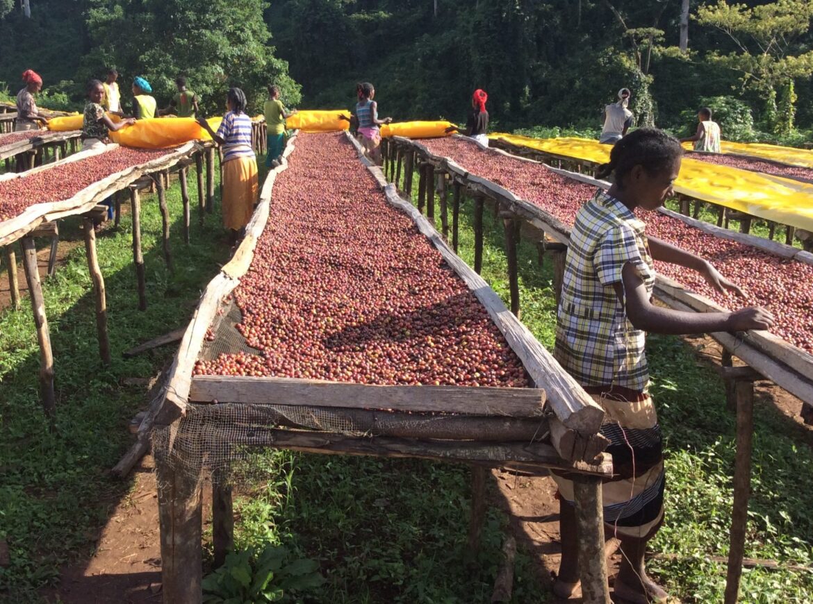 Top 5 CoffeeProducing Countries in Africa