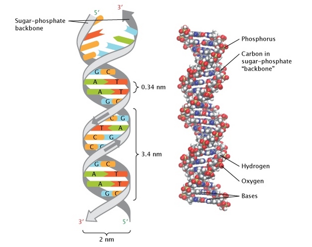 1953 The double helix structure of DNA described for the first time