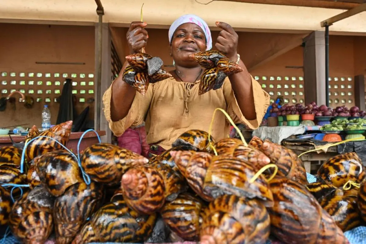 giant snail farms