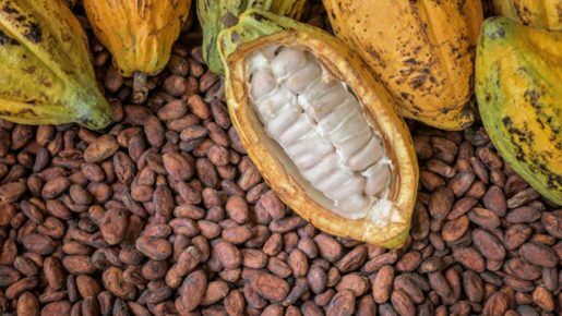 Stakeholders Renew Drive for Future of Cocoa Industry