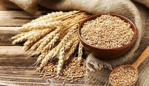 Wheat Production Through Irrigation