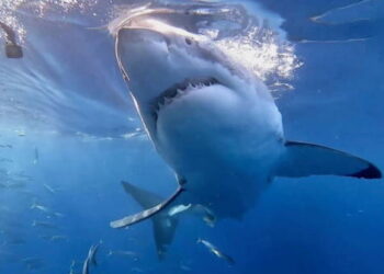 Sharks test positive for cocaine in Brazil