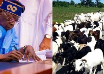 Tinubu Establishes New Ministry of Livestock Development to Address Farmer-Herdsmen Conflict