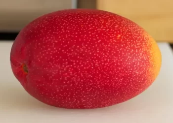 5 most expensive fruits in the world