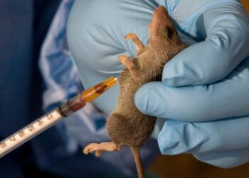 Lassa Fever Vaccine Research