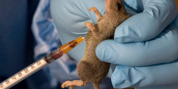 Lassa Fever Vaccine Research