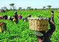 2025 Budget: Federal Government Allocates ₦132bn to Support Farmers