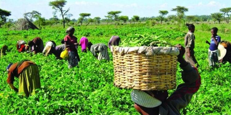 2025 Budget: Federal Government Allocates ₦132bn to Support Farmers
