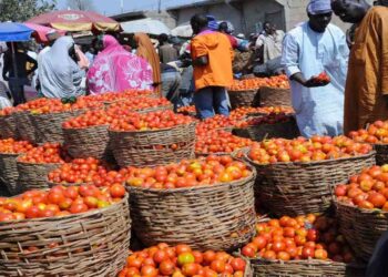 Tomato Prices Plunge Due to Glut and Post-Harvest Losses