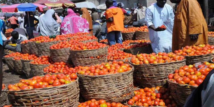 Tomato Prices Plunge Due to Glut and Post-Harvest Losses