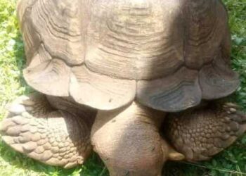 Facts About Ogbomoso Tortoise  Alagba Which Lived for 344 Years