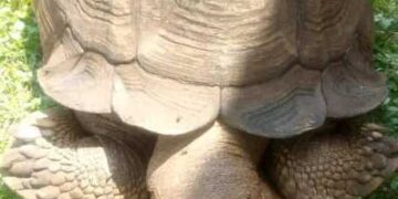Facts About Ogbomoso Tortoise  Alagba Which Lived for 344 Years