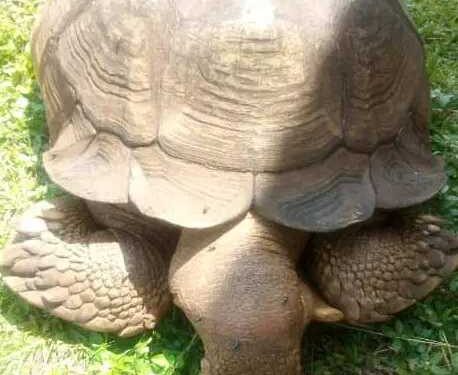 Facts About Ogbomoso Tortoise  Alagba Which Lived for 344 Years