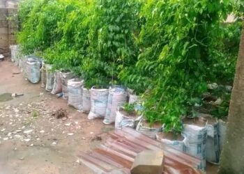 Yam Sack Farming – A Guide to Growing Yams in Sacks