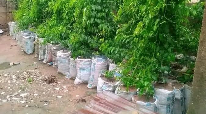 Yam Sack Farming – A Guide to Growing Yams in Sacks