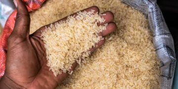 Rice Price Plummets to ₦54,000 per 50kg Bag Amid Death Rumors & Market Glut