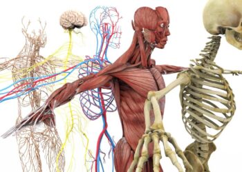 Fun Facts About the Human Body You Never Knew