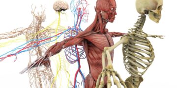 Fun Facts About the Human Body You Never Knew