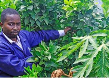 University Graduate Revolutionises Farming in Mbooni