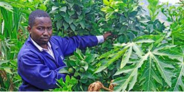 University Graduate Revolutionises Farming in Mbooni