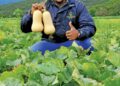Communal Farmer Builds Thriving Agribusiness in Eastern Cape
