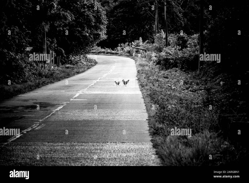 Juego chicken road in Spain